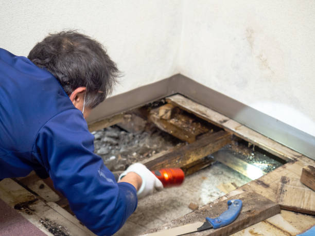 Best Mold Removal and Inspection  in Makawao, HI