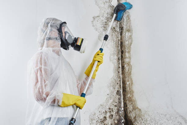 Mold Removal and Inspection in Makawao, HI
