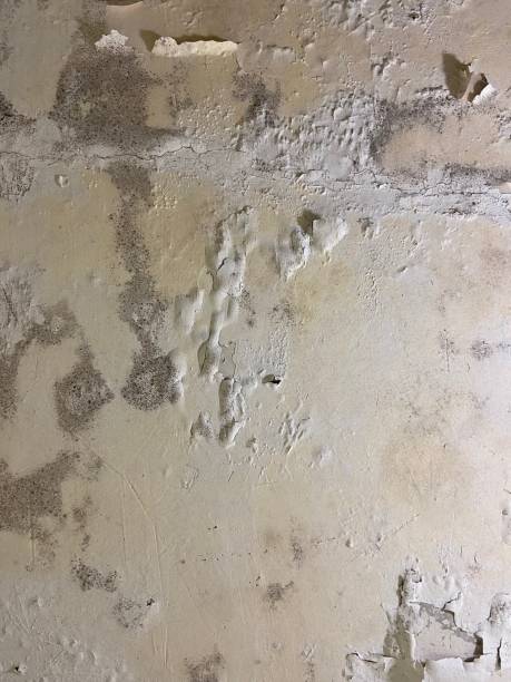 Best Residential Mold Removal  in Makawao, HI