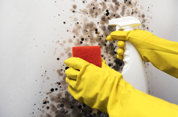 Best Mold Damage Repair  in Makawao, HI