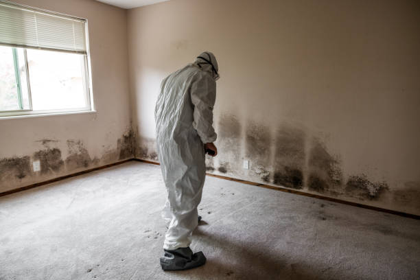 Best Mold Remediation  in Makawao, HI