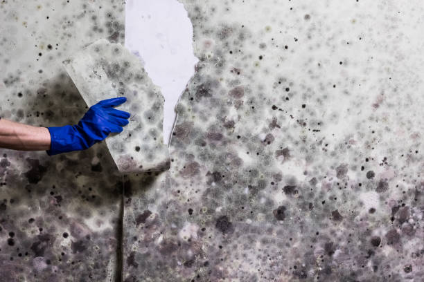 Best Mold Inspection  in Makawao, HI
